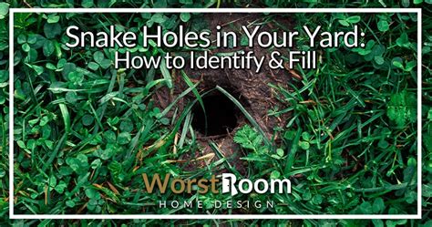 Snake Holes In Your Yard How To Identify And Fill Worst Room