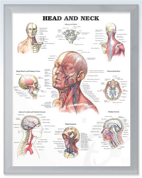 Head And Neck Exam Room Human Anatomy Poster Clinicalposters