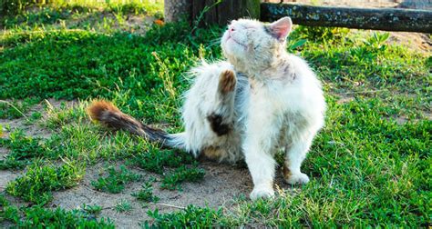 As worms can transmit from one body to another cat, usually get infected by rodents or by eating birds and rodent. The Complete Guide to Using Diatomaceous Earth for Fleas