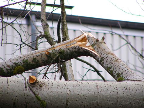 Free Broken Branch 1 Stock Photo