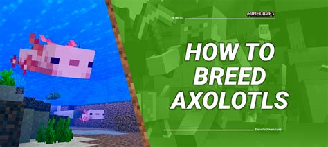 How To Breed Axolotls In Minecraft A Step By Step Guide