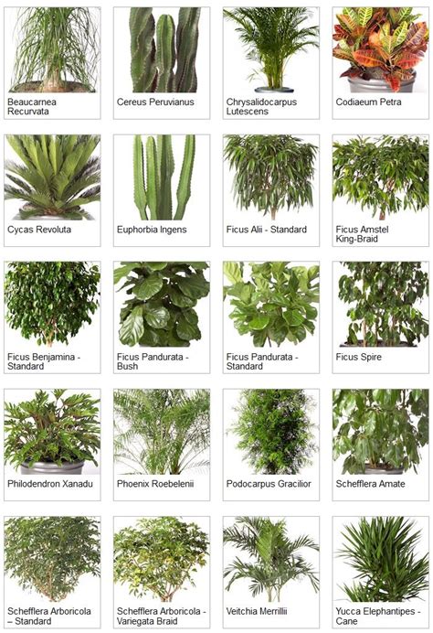 Indoor Palms Identification Indoor Tropical Plants Examples Of