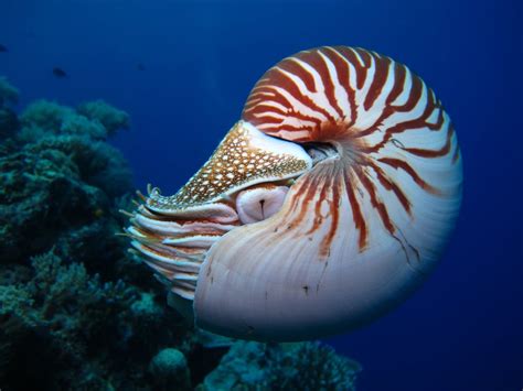 7 Prehistoric Deep Sea Creatures Alive Today American Oceans