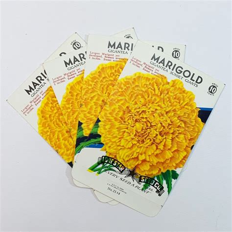 Set Of Four Bright Marigold Flower Seed Packets Nos Vintage Junk