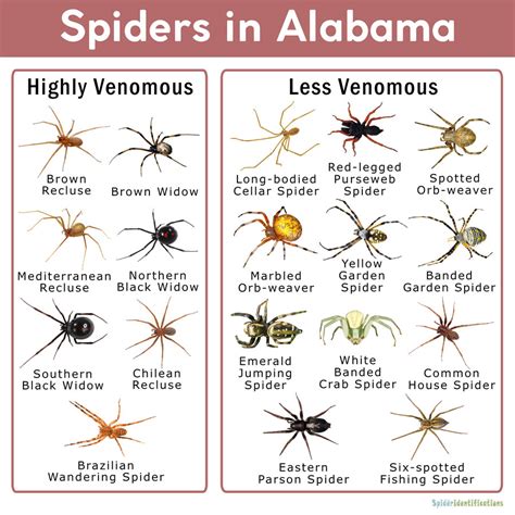 Alabama Spider Identification Chart