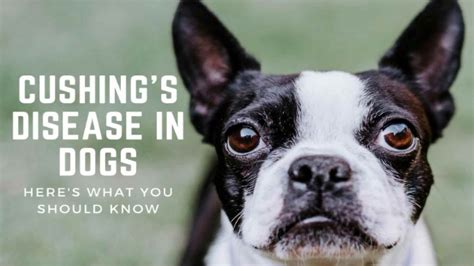 Cushings Disease In Dogs Heres What You Should Know