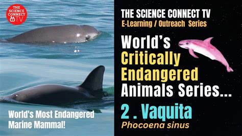 Vaquita The Worlds Most Critically Endangered Marine Mammal Vaquita