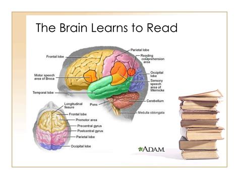 Ppt Information Literacy Reflections On How The Brain Learns To
