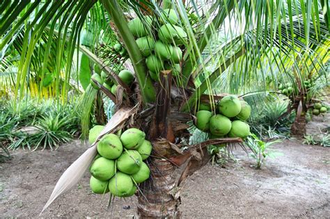Muat turun imej latar belakang kecerunan pokok kelapa sawit di atas dan gunakannya sebagai kertas dinding poster dan reka bentuk sepanduk anda. PENYAKIT TANAMAN KELAPA - MyAgri.com.myMyAgri.com.my