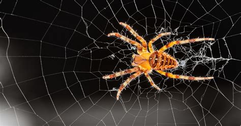 A Guide To House Spider Control For New Jersey Property Owners Amco