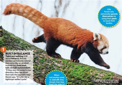 Red Panda Primary Resource National Geographic Kids
