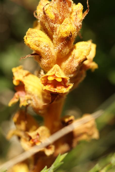 Orobanche Sp Les Taxinomes