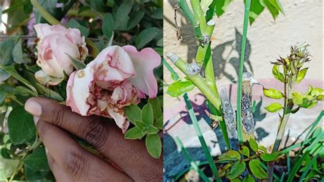 How To Control Thrips On Roses Organically Cinnamon And Blue Traps