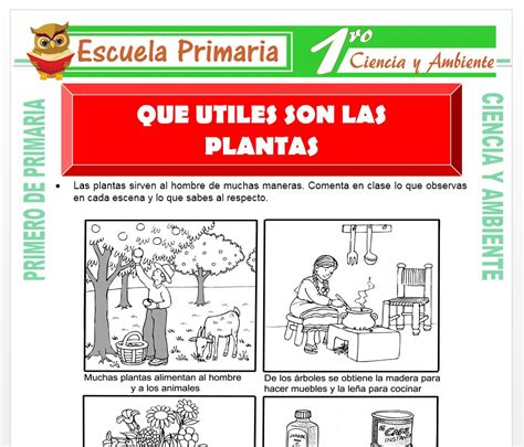 Que Utiles Son Las Plantas Para Primero De Primaria Escuela Primaria