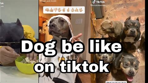 My Kind Of Dog Tiktok Compilation Tiktok Tv Youtube