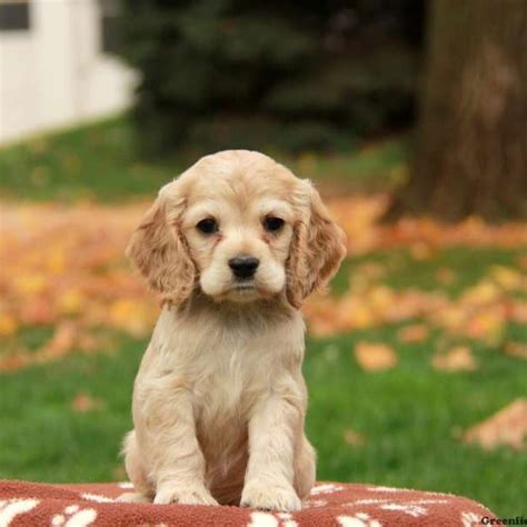 Cocker Spaniel Puppies For Sale Greenfield Puppies