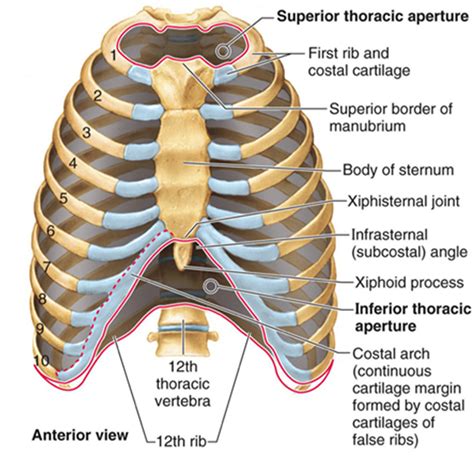 Spine And Rib Cage Anatomy Human Skeleton Vertebrae Anatomy Spine