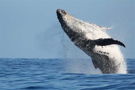 Islande Le Pays Suspend Provisoirement La Chasse La Baleine Actu