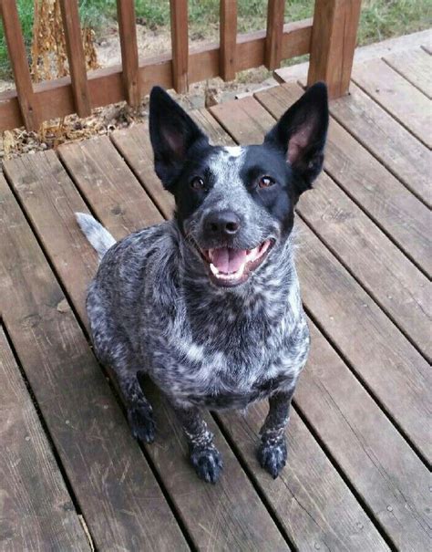 1000 Images About Blue Heelerborder Collie Mix On Pinterest Dads