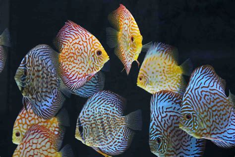 Discus Fish Care Guide Types Breeding Setup Theaquariumadviser