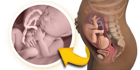 Gestação De 8 Meses São Quantas Semanas Fotos Do Bebê E Sintomas