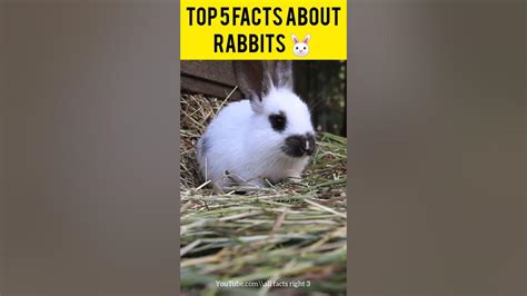 Top 5 Facts About Rabbits 🐰shorts Facts Rabbit Shortvideo Youtube