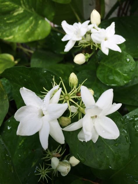 The shrub has a ramified crown, angular green long twigs, obtuse we mainly produce and sell white tea, green tea, jasmine tea, flowering tea, black tea, oolong tea and other famous teas with organic and eu. Jasmine - Jasminum Officinale 5ml - Ascent Therapies