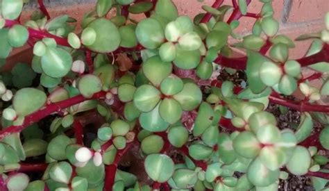 El cactus de navidad es una bonita planta (conocida también por su nombre científico, schlumbergera o zygocactus) que suele florecer en navidad, como era de esperar, y a veces también en pascua, si recibe. Portulacaria afra Mediopicta - Para Mi Jardín