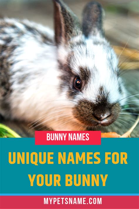 Unique Bunny Names Bunny Names Rabbit Names Cute Pet Names