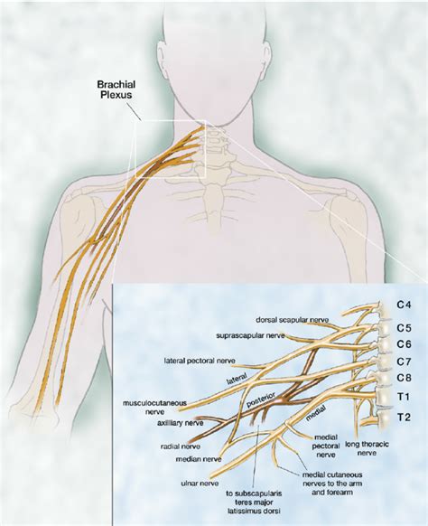 Anatomy Of The Brachial Plexus Download Scientific Diagram Sexiezpicz