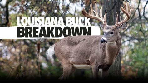 Breaking Down Louisianas Big Buck Areas Louisiana Sportsman