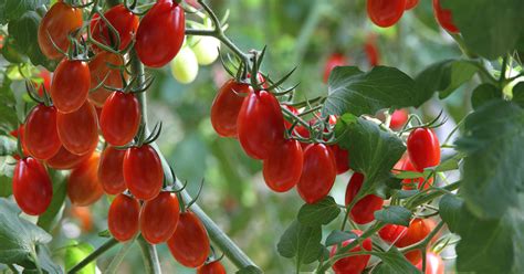 Grape Tomato Growing Care And Uses The Garden Magazine