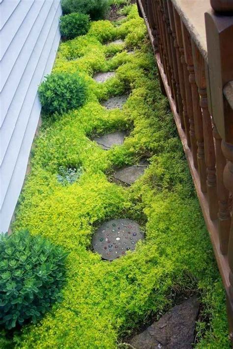 Maybe you would like to learn more about one of these? DIY-path-growing-ground-cover | HomeMydesign