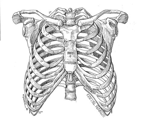 The anatomy of a floating rib. Rib Cage Drawing / There S A Bird Inside Your Rib Cage ...