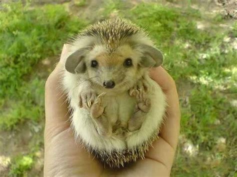 Positive Emotion Of The Day Little Big Eared Hedgehog 8 Photos