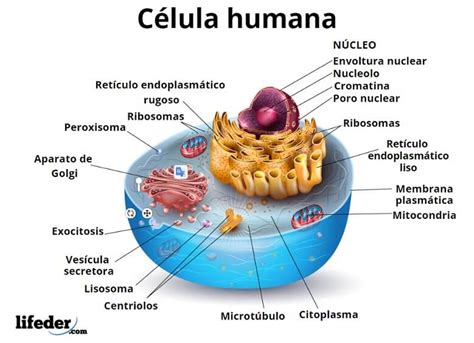 Célula Humana Características Funciones Partes Organelos