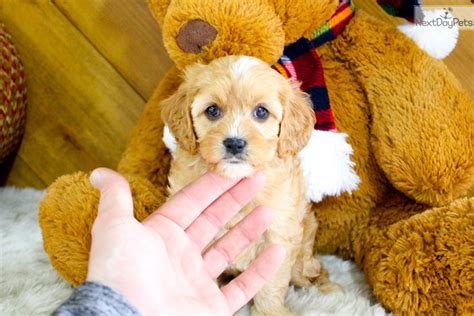 They are a mix between a standard poodle and a cocker spaniel. Sarah : Cavapoo puppy for sale near Akron / Canton, Ohio ...