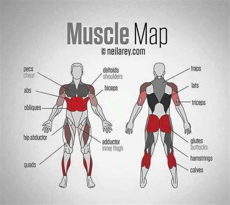 Exercise Major Muscles Muscle Diagram Workout Chart