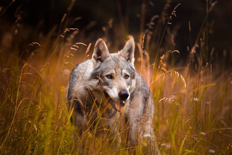 Animal Wolfdog Hd Wallpaper
