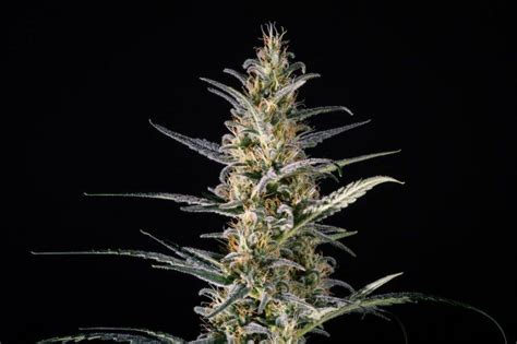 new cbd rich cannabis seeds alchimia grow shop