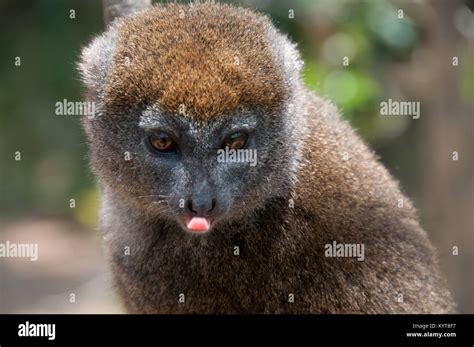 Bamboo Lemur Sticking Out Tongue Stock Photo Alamy