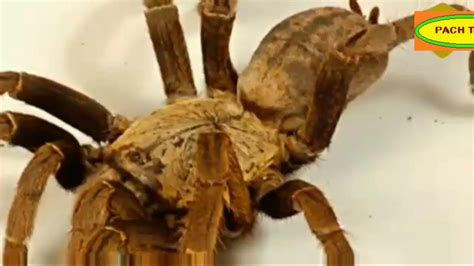 दुनिया की 5 सबसे खतरनाक मकड़ियाँ I Top 5 Deadliest Spiders In The World