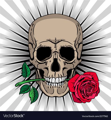 Skull Holding A Rose In His Mouth Royalty Free Vector Image