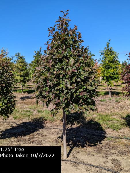 Tupelo Tree Plant Inventory Goodmark Nurseries