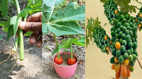 Best Tachqunic Propagate Papaya Tree By Leaves With Tomato How To
