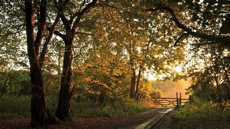 1920x1080 1920x1080 Landscape Autumn Forest Road Fence