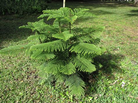 Norfolk Island Pine Makes Decorative Holiday Tree What Grows There