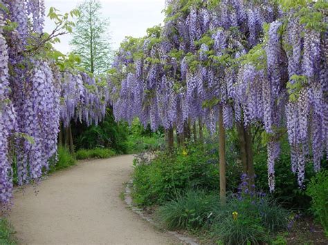 Wisteria flower ( 藤 ( ふじ ) fuji?) is a a plant predominantly used by the demon slayer corps to combat demons. Wisteria Sinensis 6 Seeds, Fragrant Flowering Hardy Chinese Climber Vi | The Plant Attraction