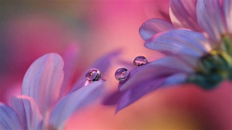 Gentle Purple Flowers Roses Drops Macro Photography Best