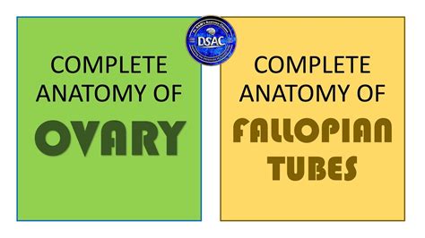 Ovary And Fallopian Tubes Complete Anatomy Blood Supply Nerve Supply